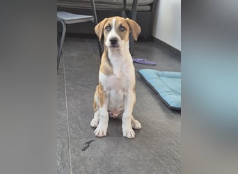 BRUNO - verspielter Bub sucht aktive Familie