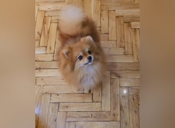 Pomeranian