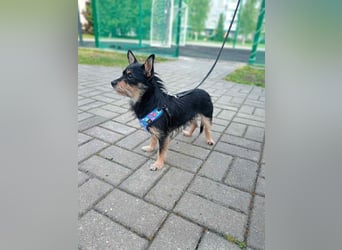Verspielte Julietta sucht ihre Menschen