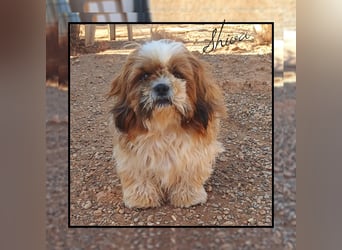 Shih Tzu Fan`s aufgepasst: hier kommt die anhängliche u. soziale Zaubermaus SHIVA!