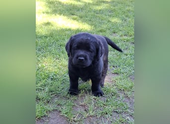 Labrador Welpen mit Ahnentafel