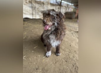 Brios-LM, kleines Wildschwein sucht neues Zuhause!