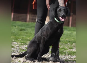 KYRA ca. 1 J. verspielte Vizsla-Labbimix-Mädchen sucht sportl. Familie