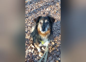 Wolfi - kleine coole Socke