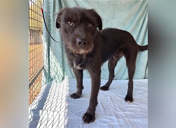 ❤️ RANDY mit den traurigen Augen - 1 Jahr, 45cm/15kg - Schnauzer-Mix