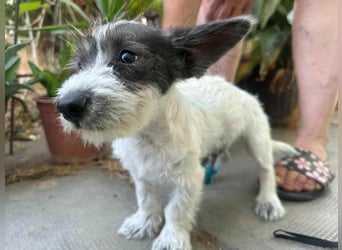 Lobo, geboren 30.03.2025, 23cm sucht seine Menschen