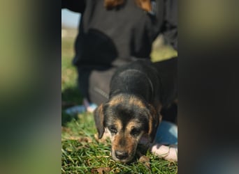 Bogar, kleine Seniorin sucht ruhiges Plätzchen