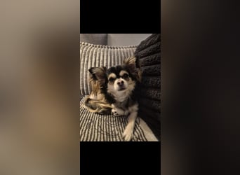 Wurfankündigung unserer Hündin " Bella " langhaar Chihuahua