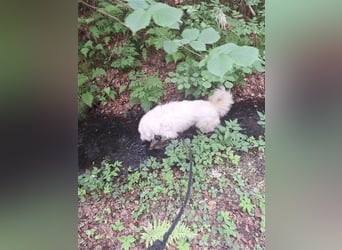 Pyränenberghundmix Tobi