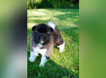 Amerikanische Akita