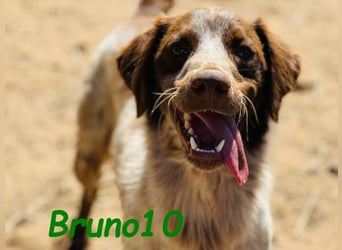 Bruno10 geb. 09/2023 (ESP) - liebevoller, verspielter und anhänglicher Bretonischer Spaniel!