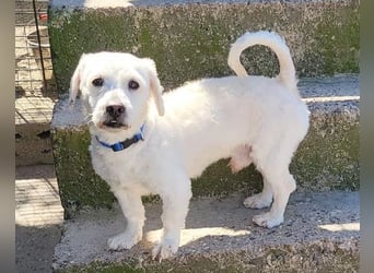 Teddy ❤️ lieb, aktiv - Malteser-Mix Rüde