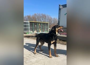 Anubis, fröhlicher Kerl sucht aktive Menschen