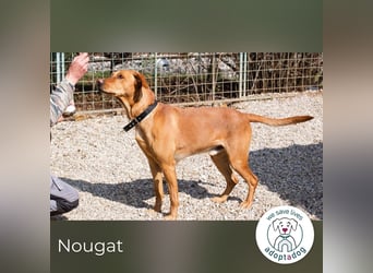 Nougat – Sucht Menschen mit Hundeverstand