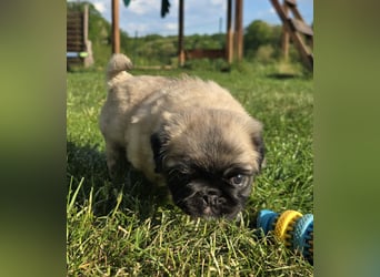 Mops Welpen  ( Altdeutsche )