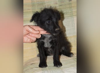 Sabrina, süßer Mudi Welpe sucht aktive Familie