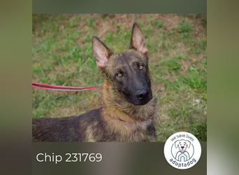 Chip 231769: Sucht ein Zuhause