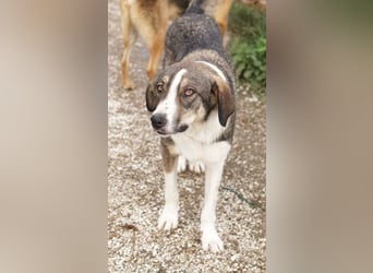 Dios, geb. ca. 05/2022, lebt in GRIECHENLAND, im städt. Tierheim Serres