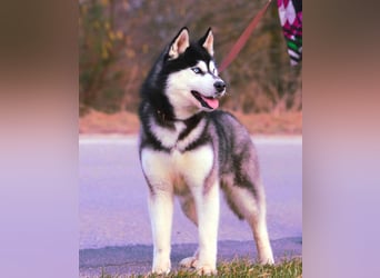 FCI Pedigree Blue Eyed Black & White Siberian Husky Champion Puppy