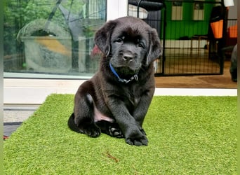 Edle Labrador Welpen mit Ahnentafel, Nachkommen von Champions