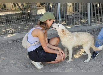 Casey: Sehnsucht nach Streichelhänden