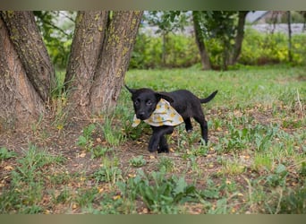Chip 269791: Hundekind sucht ein Zuhause