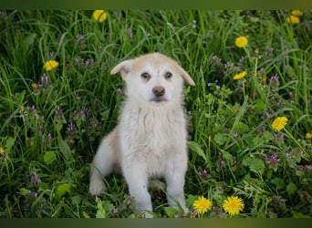 Welpe SCHNUGGI - das verspielte und fröhliche Hundekind freut sich auf seine eigene Familie