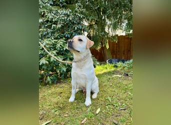 Labrador Rüde 2 Jahre