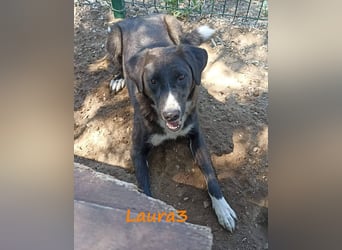 Laura3 06/2019 (GRC) - schüchterne Schönheit wünscht sich ein ruhiges Zuhause!