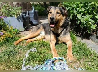 Beny, Schäferhund Mischling