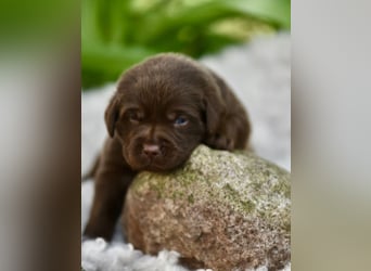Aussiedor Aussiedorwelpe Welpe Australien Shepherd x Labrador