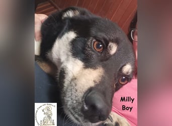 Milly Boy – Schmusebacke sucht neuen Schoß zum Chillen