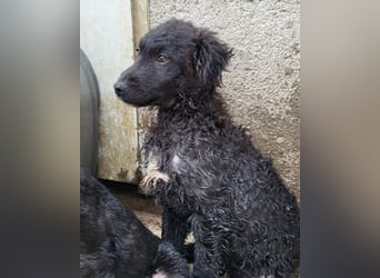 Flynn ❤️ offener, verspielter Welpenjunge