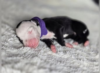 Whippet Welpen suchen liebevolle Familien