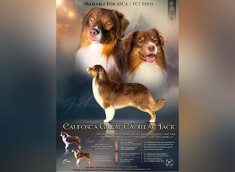 Australian Shepherd Deckrüde in Red Tri reine exklusive Showlinie  /ASCA und FCI Pedigree -