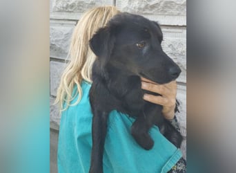 Marla ❤️ sanfte, liebe junge Hündin!