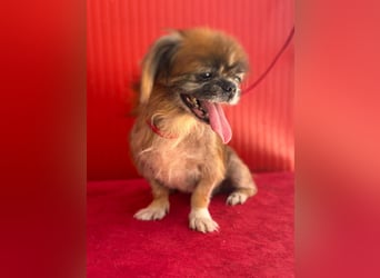 Fritzi, Pekinese, Rüde, geb. am 10.05.2014, 26 cm,   -Notfall-