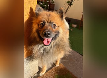 Bailey-SR, hübscher Kerl sucht ein Zuhause.