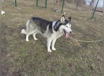 Luna, geb. 07.11.2022, 59 cm, sucht eine aktive Familie