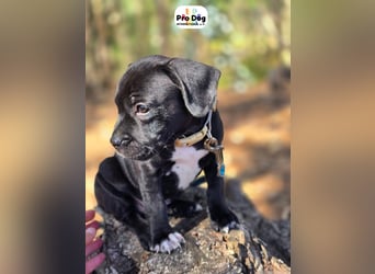 Hundebaby Sharik