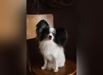 Reinrassige Papillon Welpen – Liebevoll in Familienhand aufgewachsen