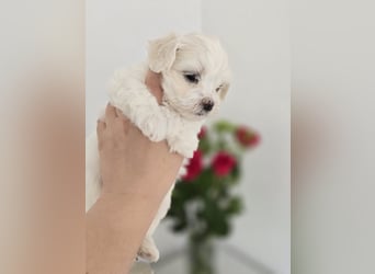 Zauberhafte koreanische Malteserwelpen