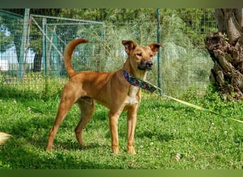 Axel