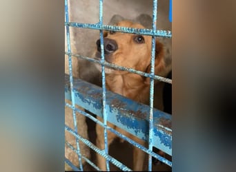 Lara – wunderschönes Retriever Mix Mädchen