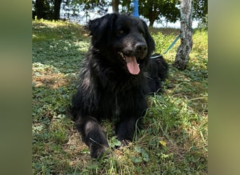 Morty ein Friendly-Dog