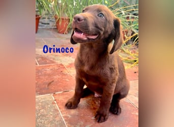 Orinoco geb. 03/2025 (ESP) - aufgeweckter Labrador-Mix Welpe!
