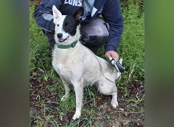 MONOKEL ca. 1 J. Border Colliemixhündin sucht Liebe