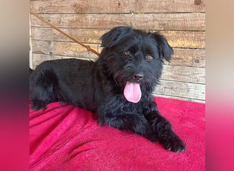 (R) ❤️ superliebe Familienhündin BOGI - 1,5 Jahre, 50cm/18kg - Mischling