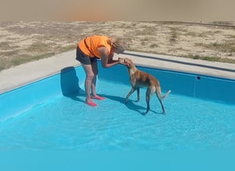 LOGAN-liebevoler,  freundlicher, menschenbezogener, traumhafter Familienhund sucht schönes  Zuhause