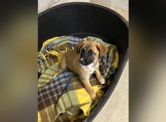 Chip 245944: Hundekind sucht ein Zuhause